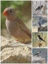 مشاهده و ثبت ۵ گونه پرنده جدید در استان مرکزی توسط محققین دانشگاه اراک