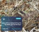 ثبت پرنده ابیا برای اولین بار در استان مرکزی توسط عضو هیات علمی دانشگاه اراک