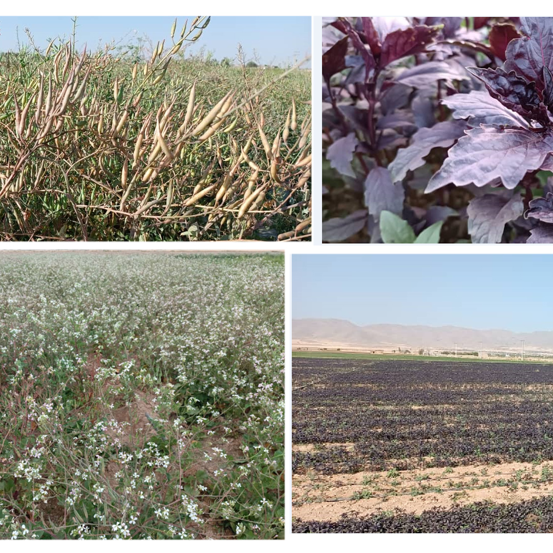 صورة مصغّرة