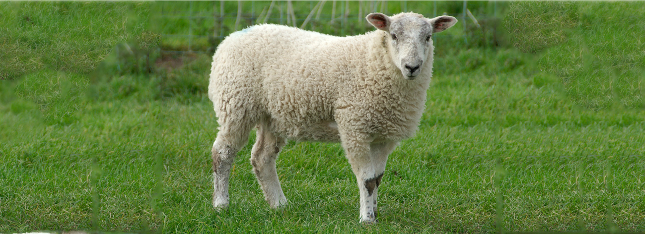 Second Responsive Image